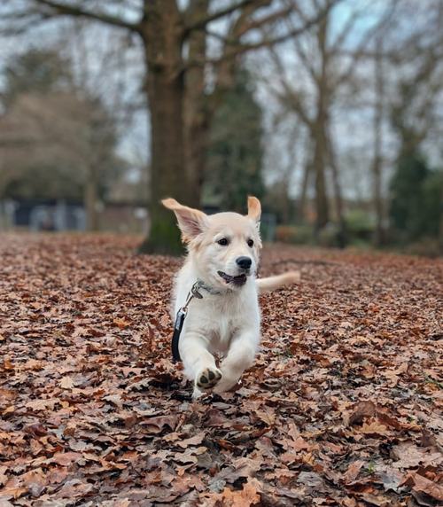 dog running in leaves