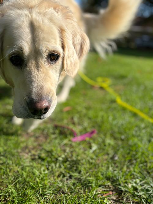close up dog sniffing